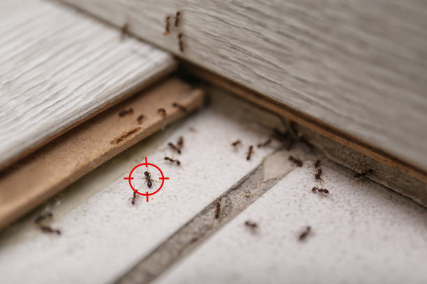 Best Local Pest Control Services  in Finderne, NJ