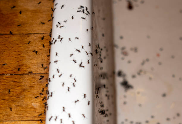 Best Pest Inspection Near Me  in Finderne, NJ
