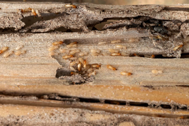 Best Termite Control Services  in Finderne, NJ